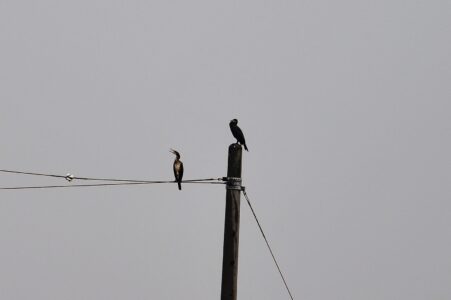 電柱にとまるカワウ