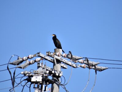 電柱にとまるカワウ