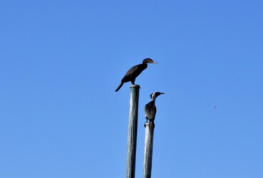 水門の鉄柱にとまるカワウ