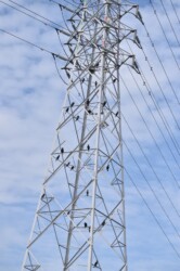 高電線の鉄塔にとまるカワウ