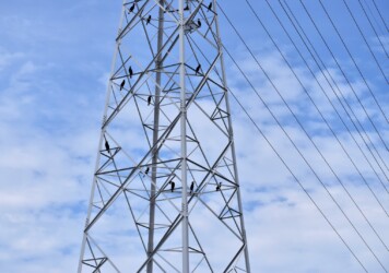 高電線の鉄塔にとまるカワウ