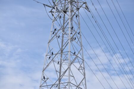 高電線の鉄塔にとまるカワウ