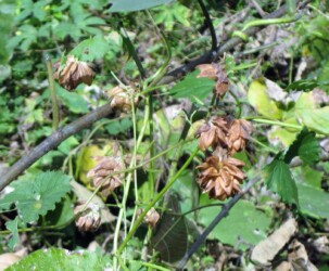 枯れたカラハナソウ