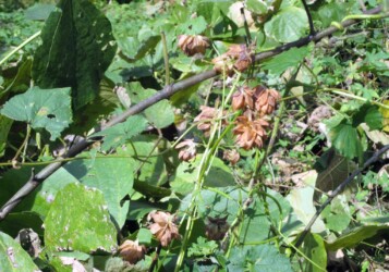 枯れたカラハナソウ