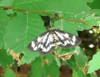 ヒロオビトンボエダシャク