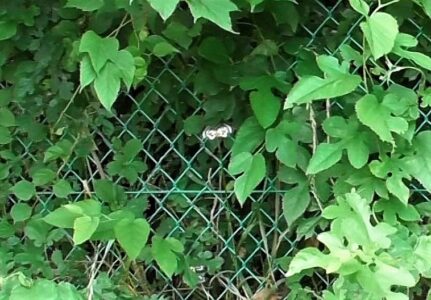 飛翔中