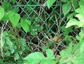 3匹のヒロオビトンボエダシャク