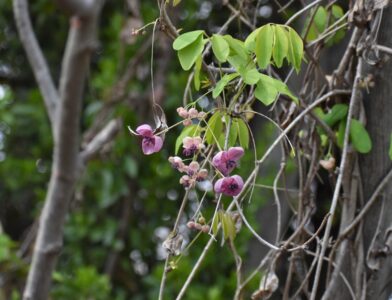 アケビの花