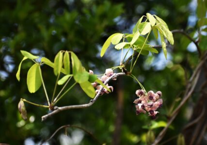 アケビの花