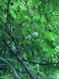 生(な)っているアケビ