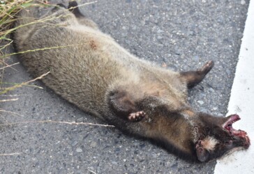 車に撥ねられたタヌキ