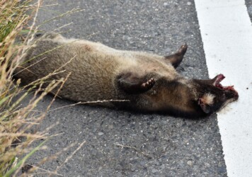 車に撥ねられたタヌキ