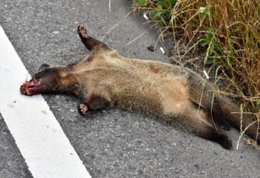 車に撥ねられたタヌキ