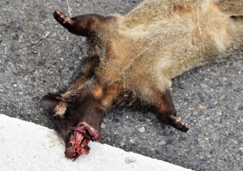 車に撥ねられたタヌキ