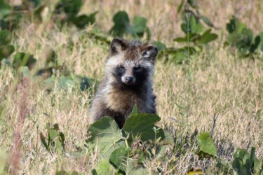 向かいあったタヌキ
