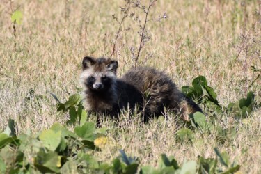 向かいあったタヌキ