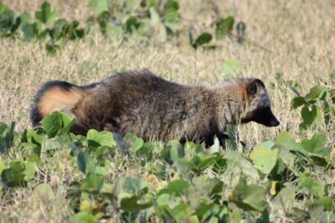 歩き出したタヌキ