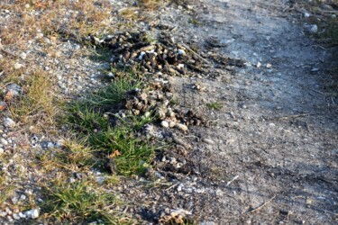 タヌキの溜め糞