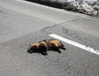 昔天童で見かけたタヌキの死骸