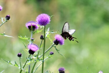 アザミを吸蜜中のジャコウアゲハ