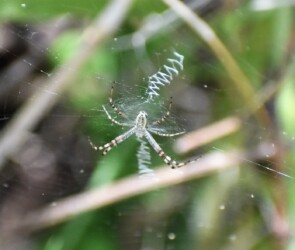 ナガコガネグモ