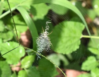 ナガコガネグモ