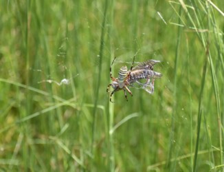 ナガコガネグモ