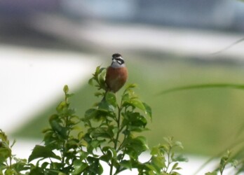 宝川でチッチッと鳴くホオジロのオス
