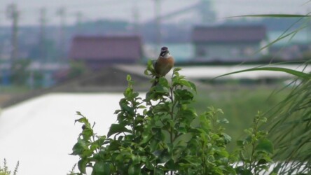 宝川でチッチッと鳴くホオジロのオス