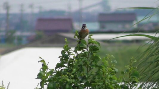 宝川でチッチッと鳴くホオジロのオス