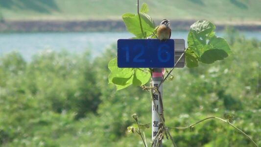 長良川で高らかに鳴くホオジロのオス