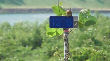 長良川で高らかに鳴くホオジロのオス