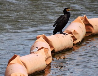 親から魚をもらう