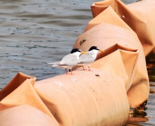 親から魚をもらう