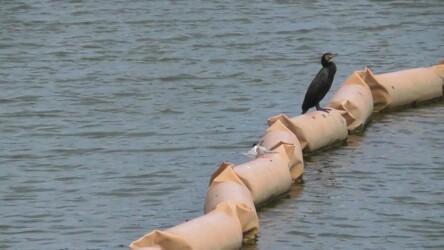 親から魚をもらう