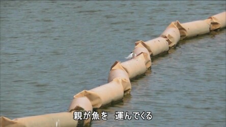 親から魚をもらう
