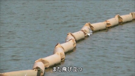 親から魚をもらう