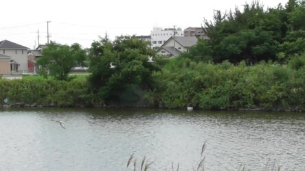 群れで水面の魚を探す