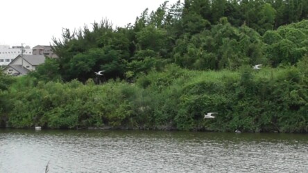 群れで水面の魚を探す