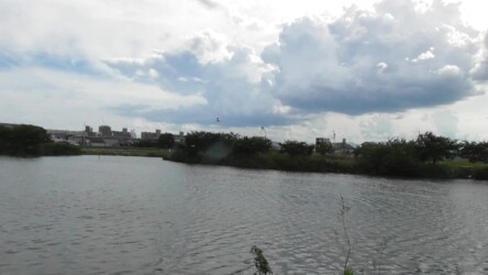 群れで水面の魚を探す