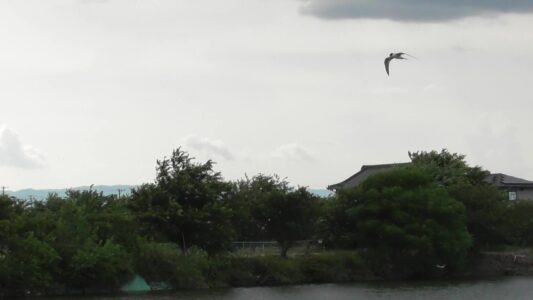 群れで水面の魚を探す