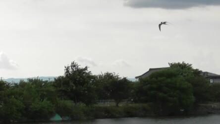 群れで水面の魚を探す