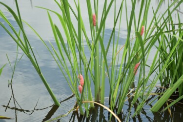 ジャンボタニシの卵