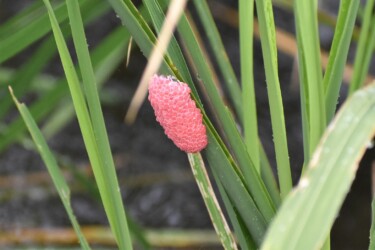 ジャンボタニシの卵