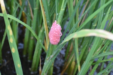 ジャンボタニシの卵