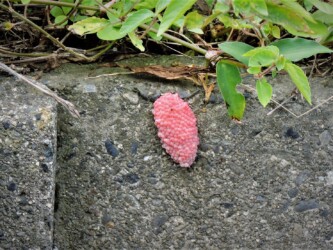 ジャンボタニシの卵