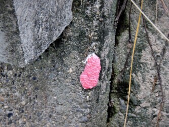 ジャンボタニシの卵