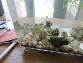 タニシの苔が餌のヌマエビ?