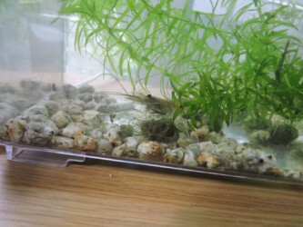 タニシの苔が餌のヌマエビ?