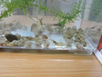タニシの苔が餌のヌマエビ?
